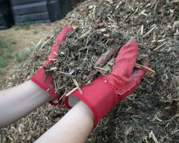 Ręce w czerwonych rękawiczkach trzymają garść materiału, który posłuży jako mulcz.