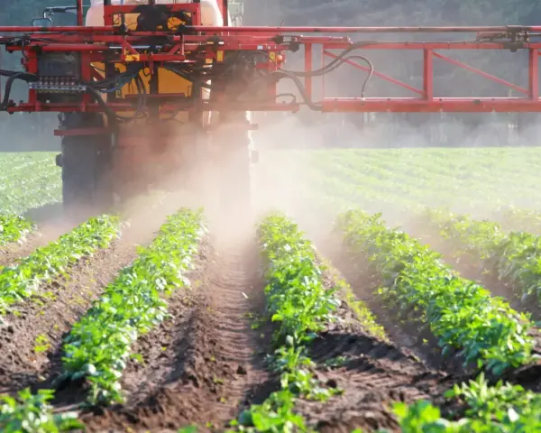 Traktor opryskuje pole młodymi ziemniakami. Czy to glifosat co to za środek?