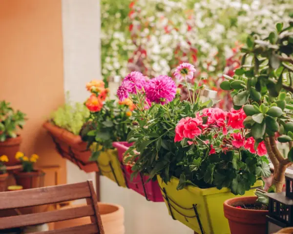 Kolorowe kwiaty na balkon zachodni: różowe dalie, czerwone pelargonie i pomarańczowe róże w donicach.