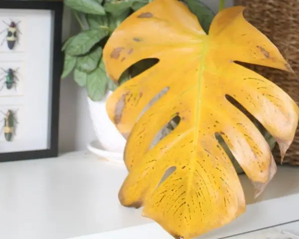 Monstera z żółtymi, plamistymi liśćmi, wskazującymi na choroby liści. Obok ramka z owadami.