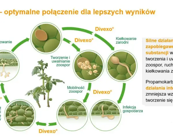 Cykl życia patogenu roślinnego z użyciem proplant. Schemat pokazuje zarodnikowanie, kiełkowanie, infekcję i rozwój grzybni.