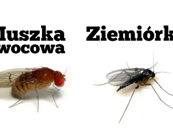 Muszka owocowa i ziemiórka, dwa rodzaje drobnych owadów, które mogą pojawić się w pobliżu kwiatów.