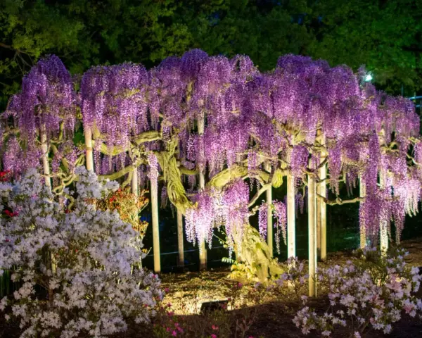 Wspaniała wisteria w donicy, oświetlona nocą, tworzy fioletowy wodospad kwiatów. Obok kwitną azalie.