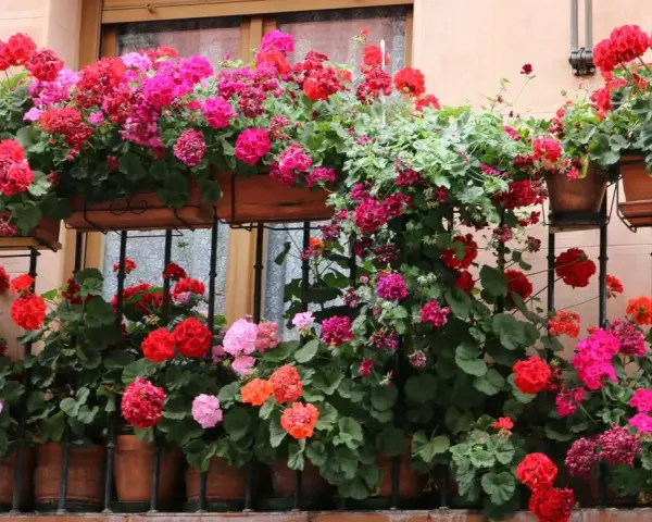 Balkon pełen kwitnących pelargonii w odcieniach różu i czerwieni. Idealne kwiaty na balkon, tworzące barwną kaskadę.