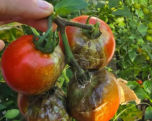 Pomidory z plamami i przebarwieniami, objawy zarazy ziemniaczanej. Jedne owoce czerwone, inne brązowe i gnijące.
