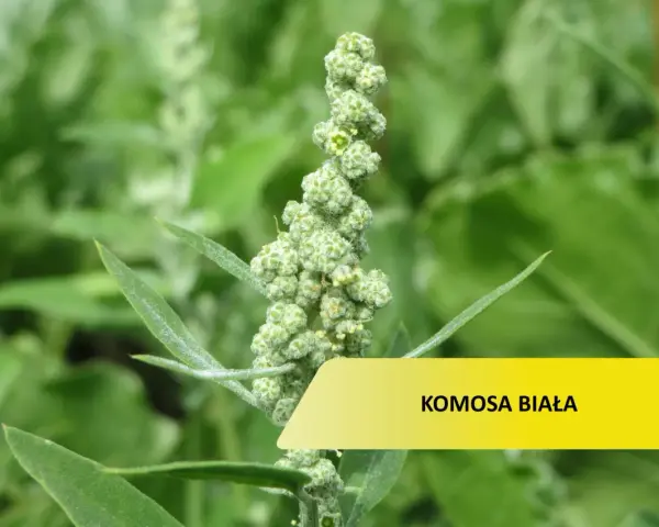 Zielona, kłująca komosa chwast z drobnymi kwiatostanami.