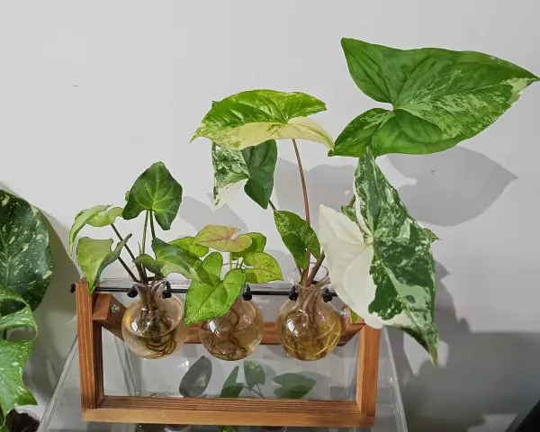 Różnorodne syngonium odmiany w szklanych wazonach, z liśćmi w odcieniach zieleni i bieli, na tle białej ściany.