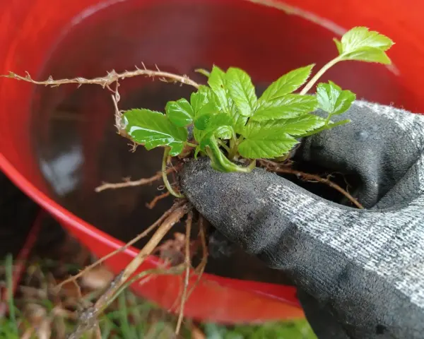Ręka w rękawicy trzyma świeżo wykopany podagrycznik, gotowy do przygotowania gnojówki z podagrycznika.