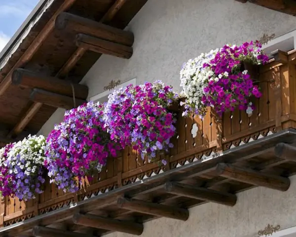 Balkon z drewnianą balustradą ozdobiony obficie kwitnącymi petuniami w kolorach białym, fioletowym i niebieskim.