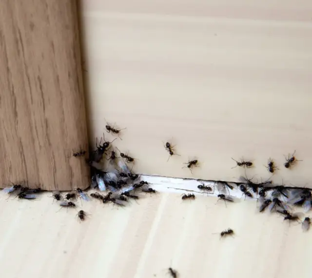 Rój mrówek z czarnymi skrzydłami zbliża się do drewnianej powierzchni. Może cynamon na mrówki zadziała?