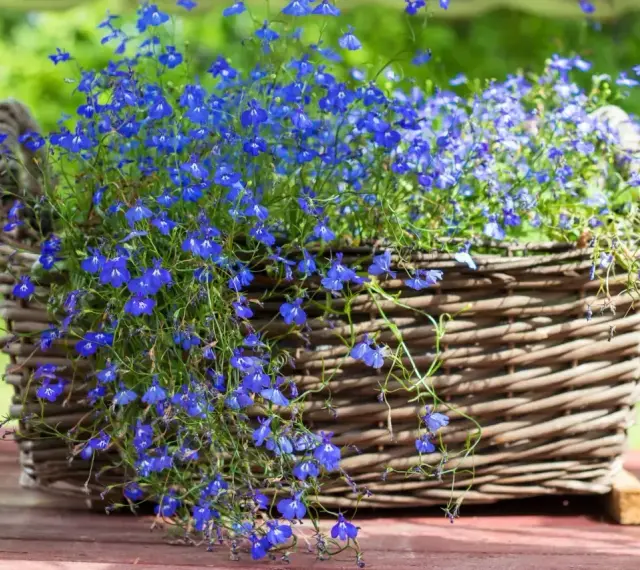 Niebieska lobelia w wiklinowym koszu, idealna do kompozycji z innymi roślinami. Z czym łączyć lobelię, by stworzyć zachwycające aranżacje?