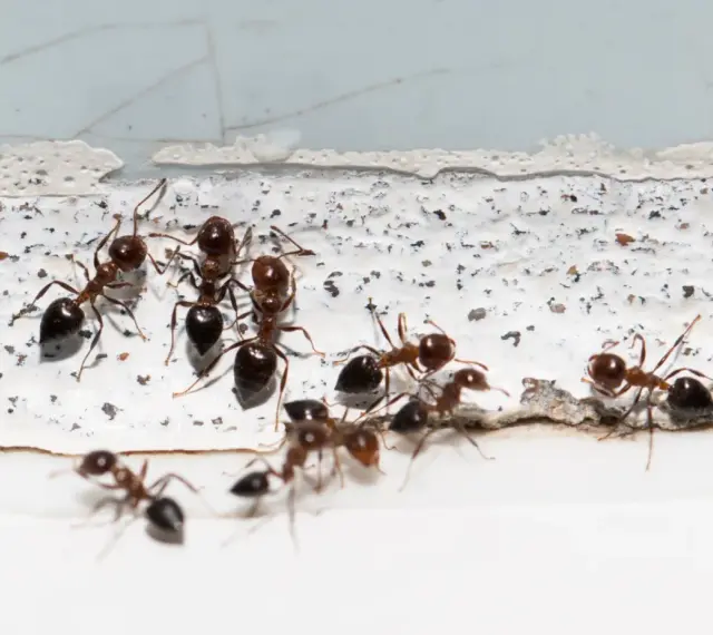 Mrówki zbierają się na białej powierzchni, być może w poszukiwaniu mąki kukurydzianej na mrówki.