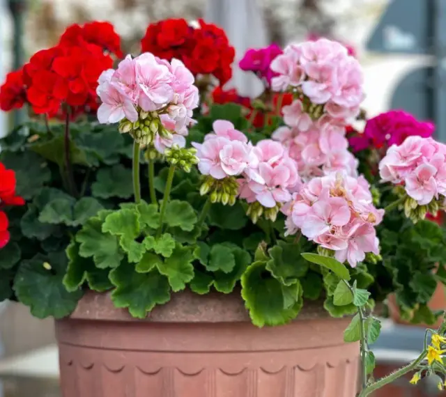 Kwitnące pelargonie w donicy. Czy pelargonie można podlewać drożdżami? Te piękne kwiaty zasługują na najlepszą pielęgnację.