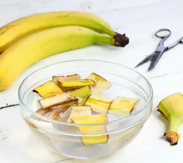 Kawałki skórek bananów w wodzie, przygotowywane jako nawóz z banana. Obok leżą banany i nożyczki.