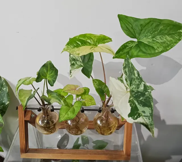Różnorodne syngonium odmiany w szklanych wazonach, z liśćmi w odcieniach zieleni i bieli, na tle białej ściany.