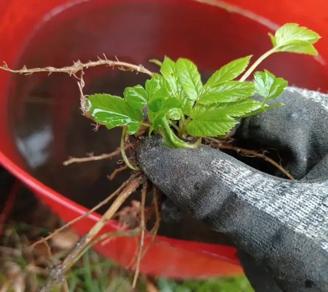 Ręka w rękawicy trzyma świeżo wykopany podagrycznik, gotowy do przygotowania gnojówki z podagrycznika.