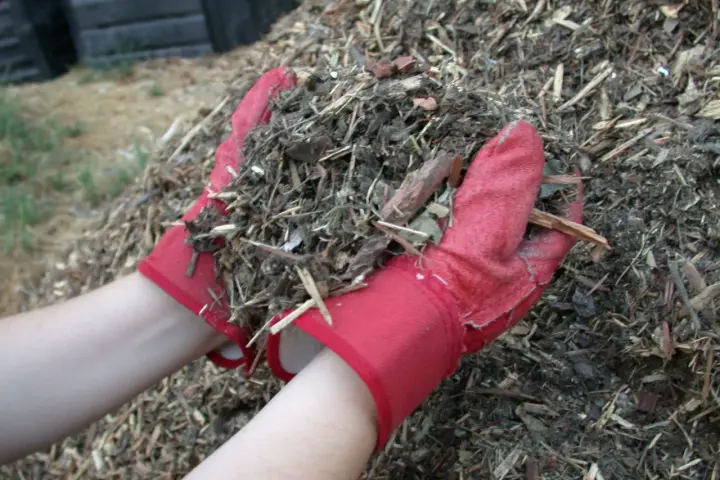 Ręce w czerwonych rękawiczkach trzymają garść materiału, który posłuży jako mulcz.