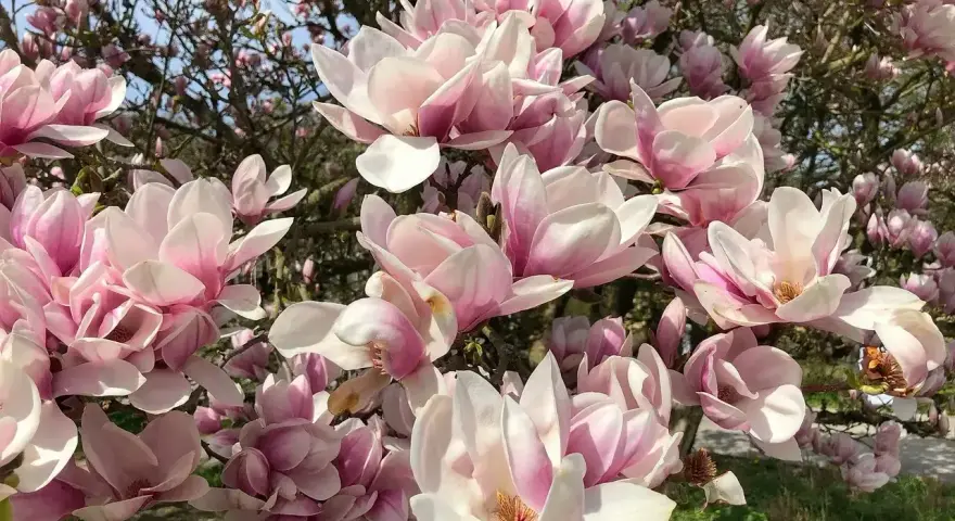 Kwiaty magnolii w odcieniach różu i bieli, kwitnące obficie na gałęziach. Widać, że magnolia czuje się jak w domu, rosnąc w żyznej ziemi.