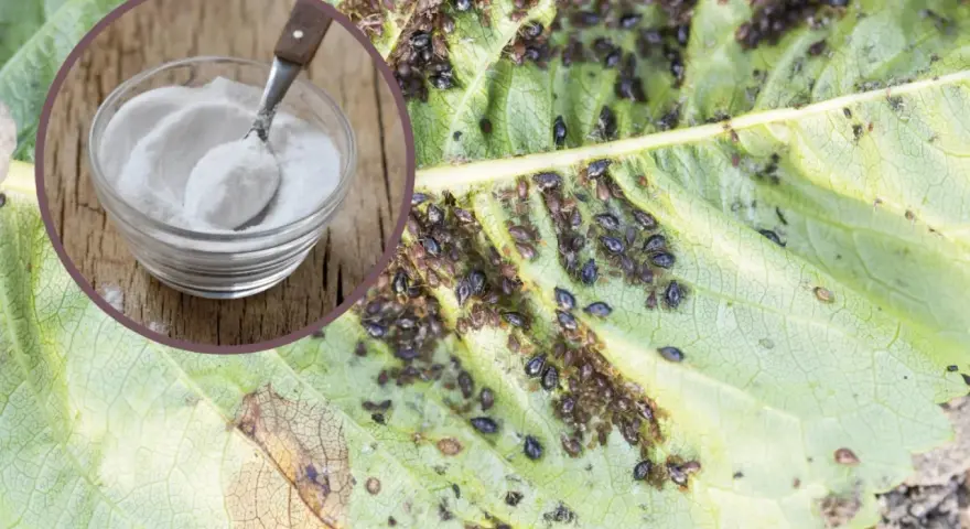 Soda na mszyce. Na zielonym liściu widać mnóstwo mszyc. W okręgu miseczka z sodą i łyżeczka.