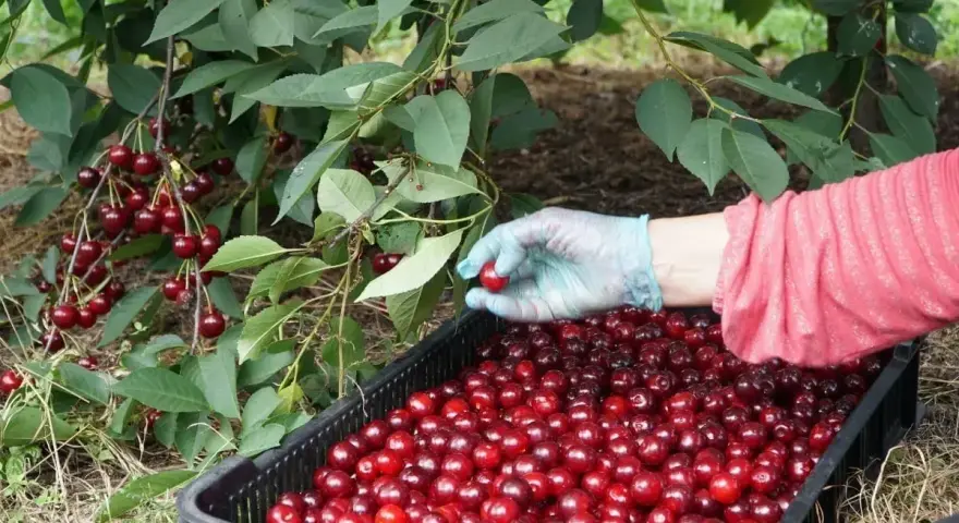 Ręka w rękawiczce zbiera dojrzałe wiśnie, gdy sezon na wisnie w pełni. Czarna skrzynka wypełniona po brzegi owocami.