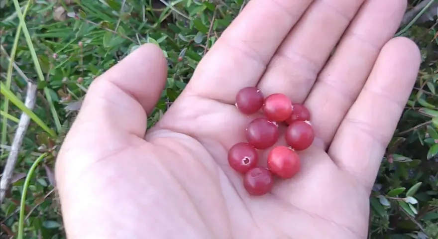 Kiedy jest sezon na żurawinę i jak go nie przegapić?