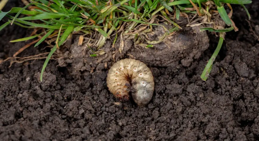 Pędraki w trawniku objawy: biała, kręta larwa żerująca w ziemi pod zieloną trawą.