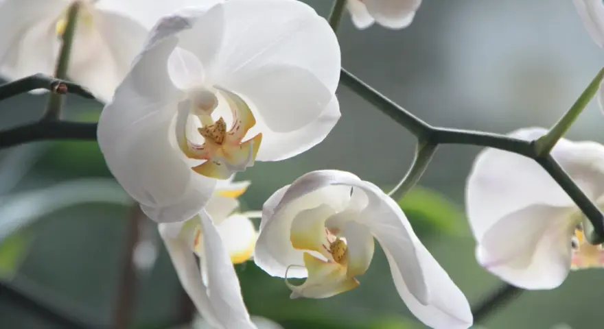 Delikatne białe kwiaty storczyka, zwane też orchideami, zwisają z zielonej łodygi.
