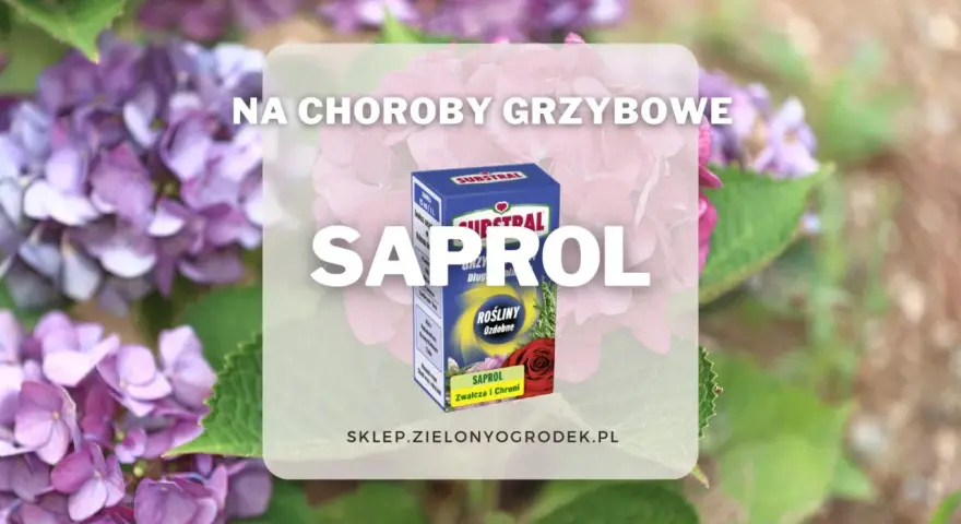 Pudełko preparatu Saprol na tle kwitnących hortensji.