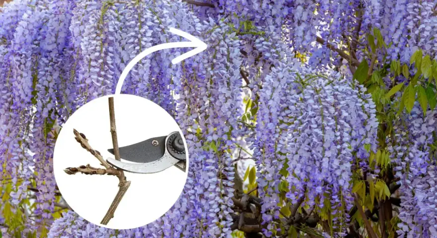 Piękna wisteria w pełnym rozkwicie. W okręgu sekator przycina gałązkę, pokazując, kiedy kwitnie wisteria i jak o nią dbać.