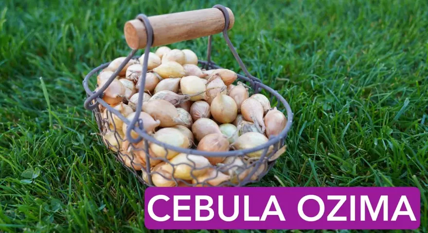 Jak się sadzi cebulę? Sprawdź najlepsze metody i porady na sukces