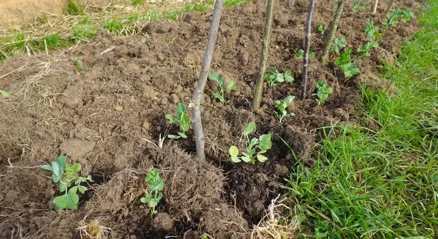 Młode sadzonki grochu wschodzą w ziemi, wspierane przez patyki. Czas wschodzenia ogórków jest inny, ale te roślinki już rosną.
