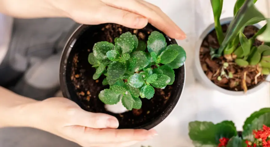 Zielone liście kalanchoe, pokryte kropelkami wody, czekają na ponowne kwitnienie.