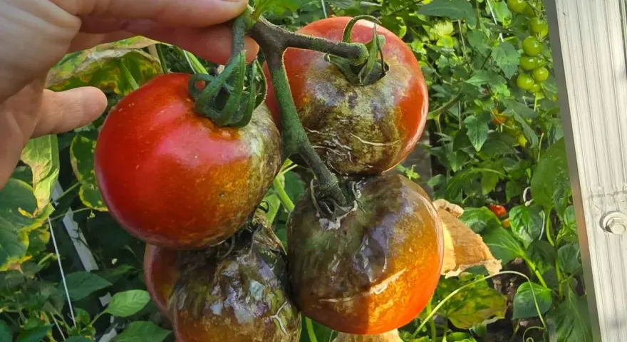Grudki na pomidorach, objawy chorób pomidorów. Zgnilizna i plamy na dojrzewających owocach.