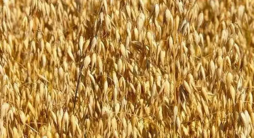 Ile nawozu na hektar owsa – uniknij błędów w nawożeniu i zwiększ plony