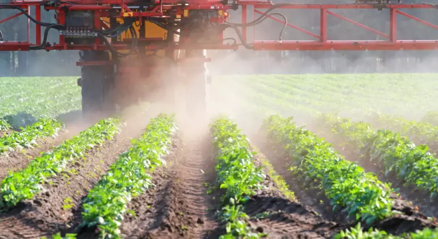 Traktor opryskuje pole młodymi ziemniakami. Czy to glifosat co to za środek?