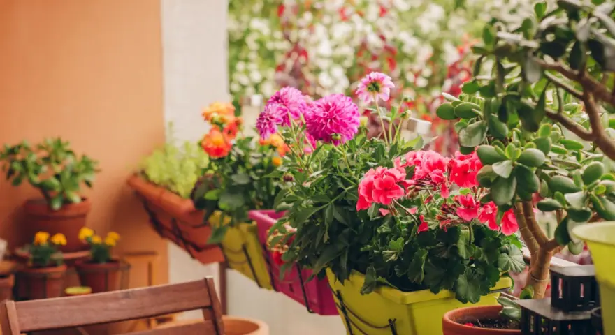 Kolorowe kwiaty na balkon zachodni: różowe dalie, czerwone pelargonie i pomarańczowe róże w donicach.