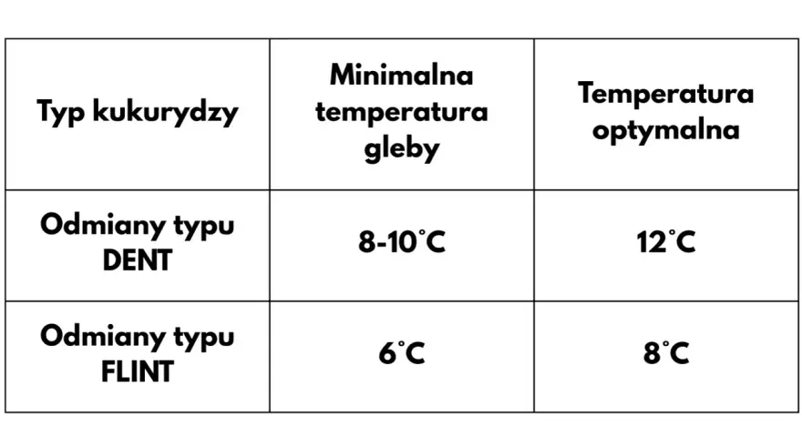 Tabela pokazuje, kiedy sieje się kukurydzę. Odmiany DENT wymagają 8-10°C gleby, a FLINT 6°C.