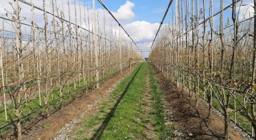 Rząd młodych drzewek owocowych w sadzie. Optymalna mospilan temperatura stosowania zależy od fazy rozwoju roślin.