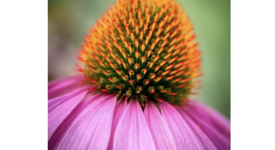 Jeżówka (Echinacea): charakterystyka, uprawa i zastosowania w ogrodzie