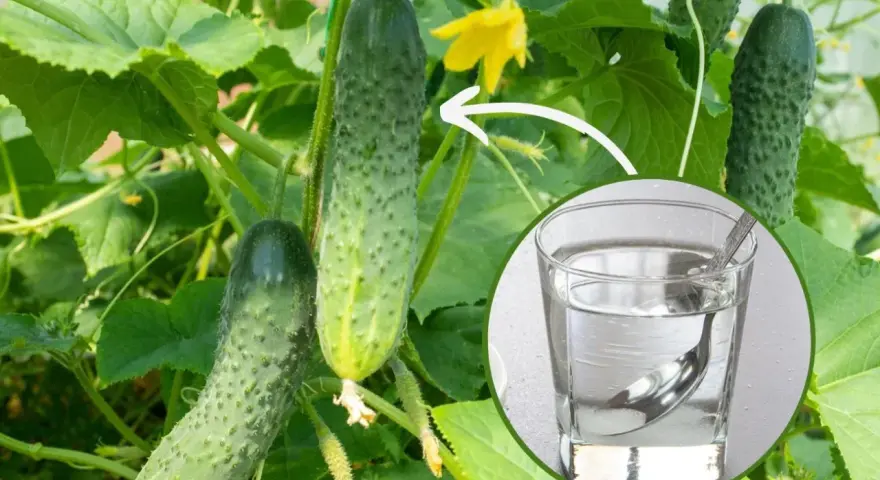 Ogórki na krzaku, obok szklanka z wodą i łyżeczką, sugerująca podlewanie ogórków wodą z cukrem dla lepszego wzrostu.