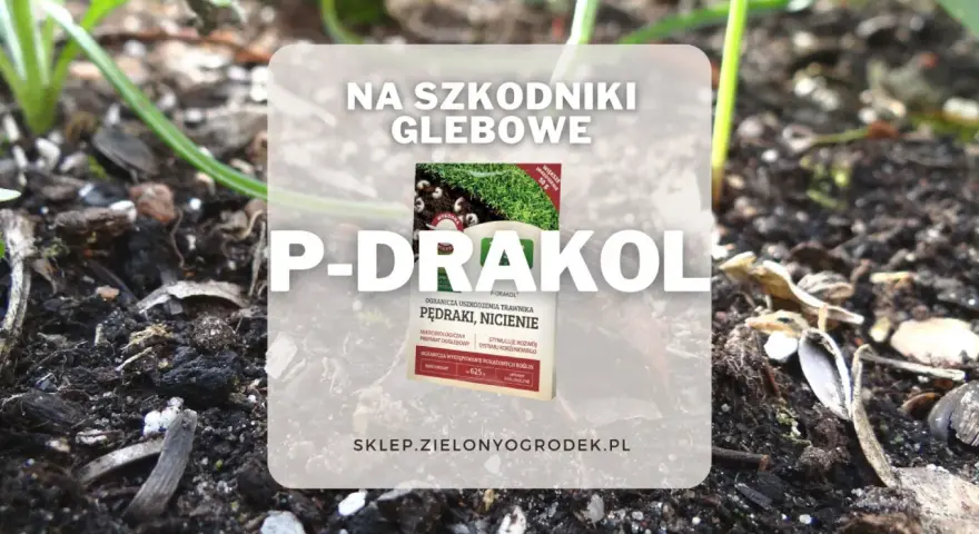 P-DRAKOL - ekologiczny preparat na pędraki i nicienie. Ogranicza uszkodzenia trawnika i stymuluje rozwój systemu korzeniowego.