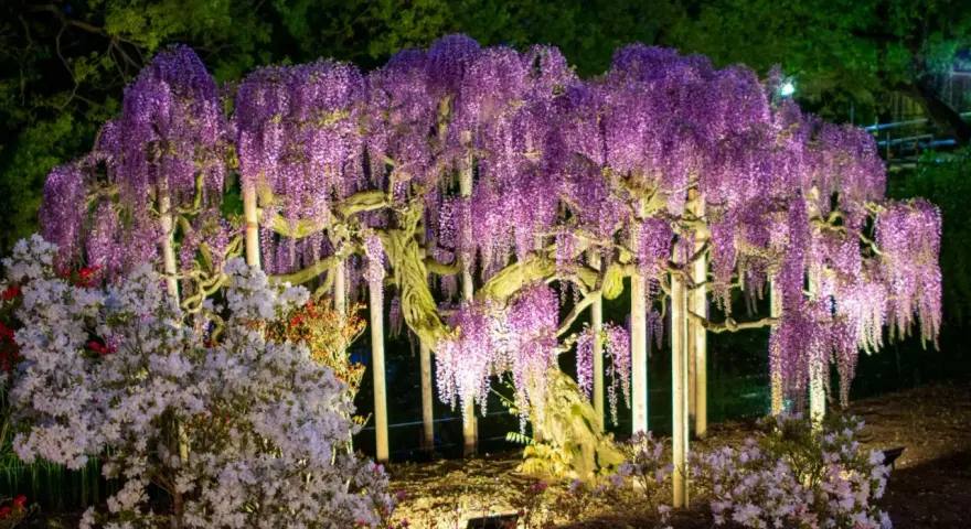 Wspaniała wisteria w donicy, oświetlona nocą, tworzy fioletowy wodospad kwiatów. Obok kwitną azalie.