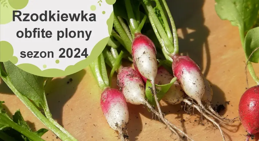 Kiedy jest sezon na rzodkiewki? Poznaj najlepszy czas na siew i zbiory