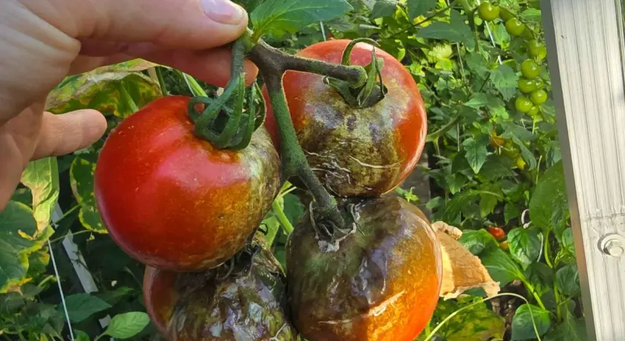 Pomidory z plamami i przebarwieniami, objawy zarazy ziemniaczanej. Jedne owoce czerwone, inne brązowe i gnijące.