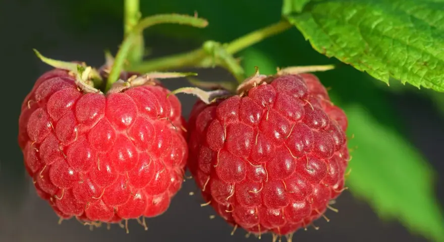 Jaki nawóz pod maliny na jesień, aby wzmocnić ich zimowanie?