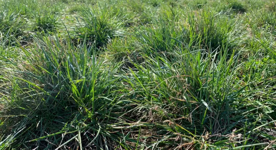 Ile nawozu na hektar łąki? Kluczowe dawki dla zdrowych plonów