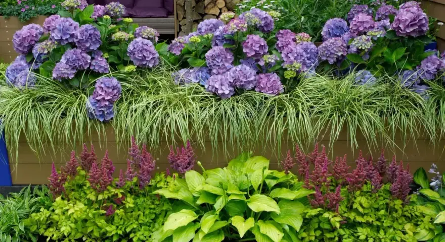 Piękna kompozycja: hortensje bukietowe, trawy ozdobne, funkie i astilbe. Idealne rośliny, by posadzić obok hortensji bukietowej.