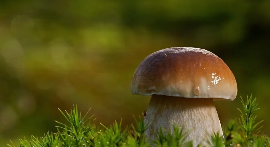 Kiedy sezon na maslaki? Odkryj najlepszy czas na grzyby w lesie