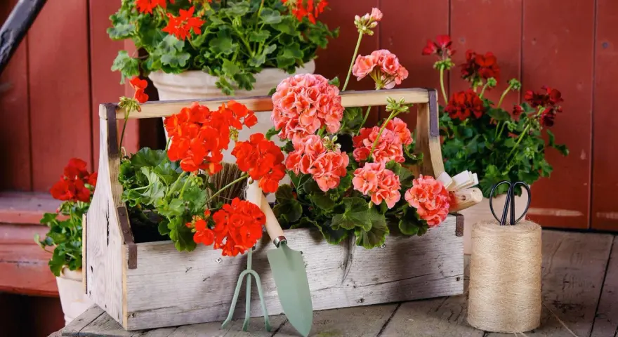 Piękne pelargonie w skrzynce, obok narzędzia ogrodnicze. Brak oznak chorób pelargonii, tylko zdrowy, bujny wzrost.
