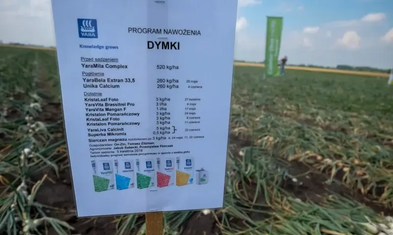 Jakie nawozy pod cebule dymke zapewnią zdrowy wzrost i plony?